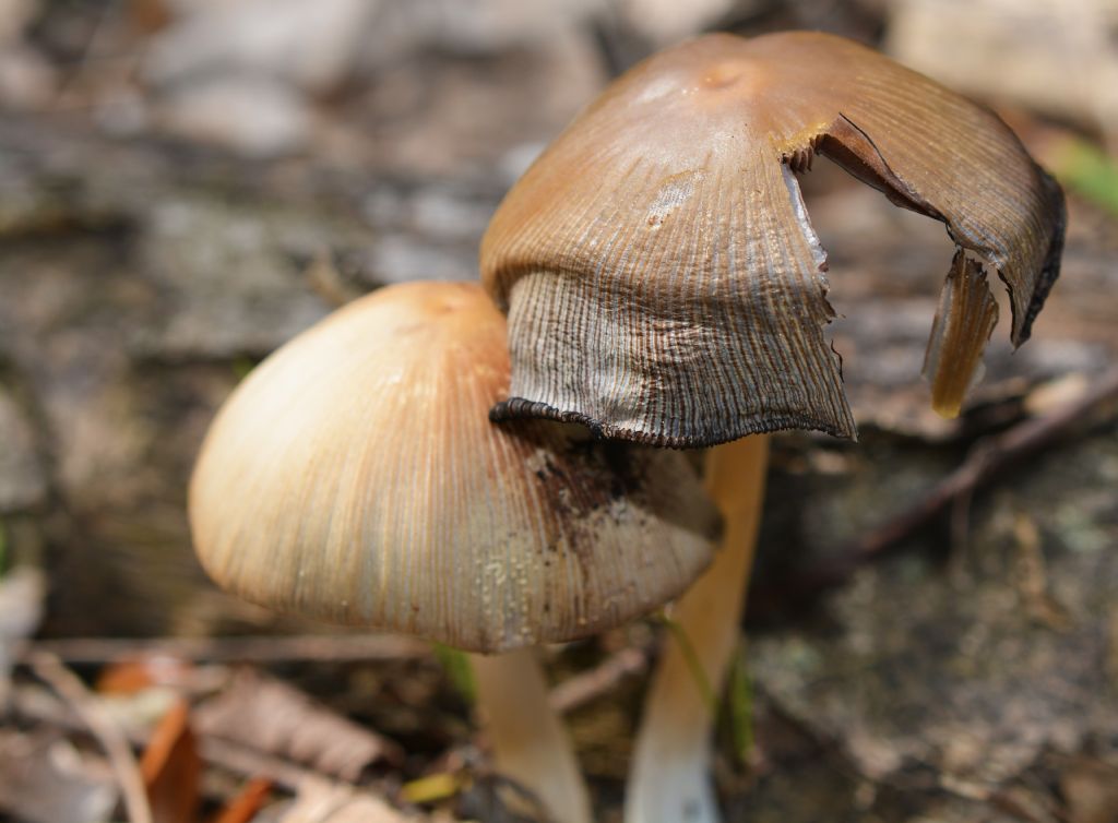 Ecco i funghi..escursione 18/04/2018